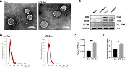 Exosome-shuttled miR-150–5p from LPS-preconditioned mesenchymal stem cells down-regulate PI3K/Akt/mTOR pathway via Irs1 to enhance M2 macrophage polarization and confer protection against sepsis